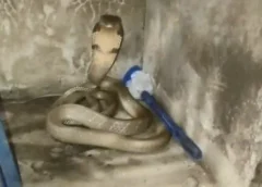 สงสัยจงอางจะไปใช้สิทธิ์ ดันเข้าคูหาผิด เลื้อยไปเข้าห้องน้ำ ทำเจ้าบ้านผวา