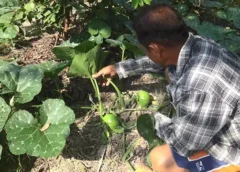 สงขลา-นำฟักทอง 400 ต้น ปลูกแซมยางแซมกล้วยและแซมฝรั่งกิมจู ทำ “สวนพอเพียง” แบบผสมผสาน