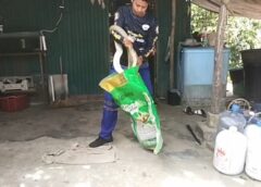 ชาวบ้านเชื่อ จงอางขึ้นหิ้งพระ มาให้ลาภ