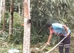 สงขลา-จงอาง 3 เมตรเศษ โผล่กอไผ่ ชาวสวนไม่กล้ากรีดยาง