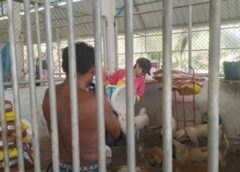 สงขลา-เจ้าหน้าที่เทศบาลหาดใหญ่หัวใจแกร่ง ฝ่ากระแสน้ำ-ดงผักตบชวา ช่วยเหลือสุนัขคอกเทศบาลรอดชีวิต