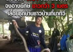 สงขลา-ผวาใต้หลังคา! จงอางยักษ์ยาวกว่า 3 เมตร เลื้อยซุกบ้านชาวบ้านที่นาทวี คอหวยไม่พลาดส่อง “เลขเด็ด” เสี่ยงโชค