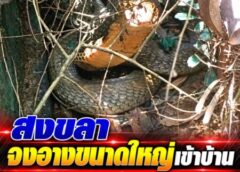 สงขลา-จงอางขนาดใหญ่เข้าบ้าน สุนัขเห่าเสียงดัง จึงเดินไปดู ซุกข้างกระถ่างต้นไม้