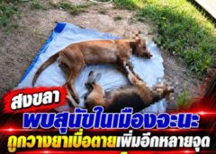 สงขลา-พบสุนัขในเมืองจะนะถูกวางยาเบื่อตายเพิ่มอีกหลายจุด เพิ่มรางวัลนำจับเป็น1แสนบาท